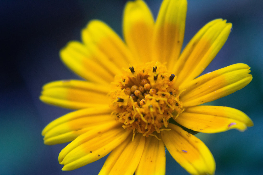 Arnica montana