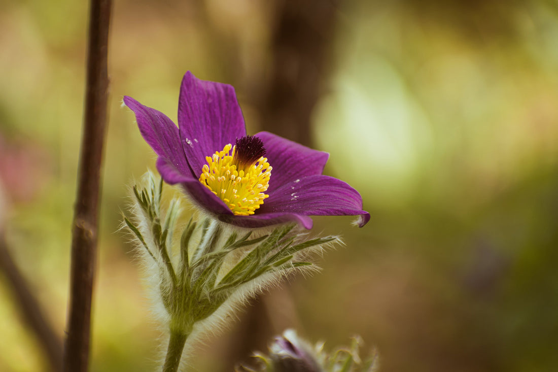 Pulsatilla