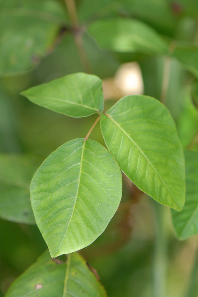 https://commons.wikimedia.org/wiki/File:Toxicodendron_radicans_%28L.%29_Kuntze_-_eastern_poison_ivy,_poison_ivy,_poisonivy_%283778154190%29.jpg