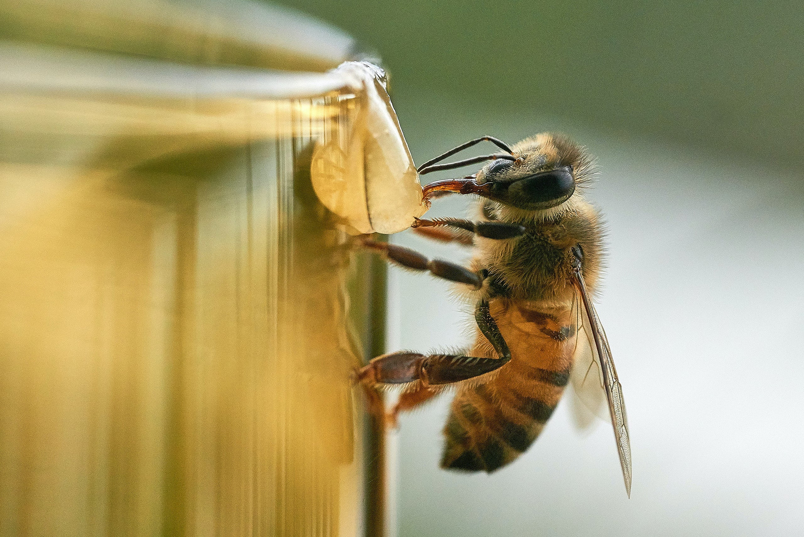 Remedies from Honeybee (Apis Mellifica)